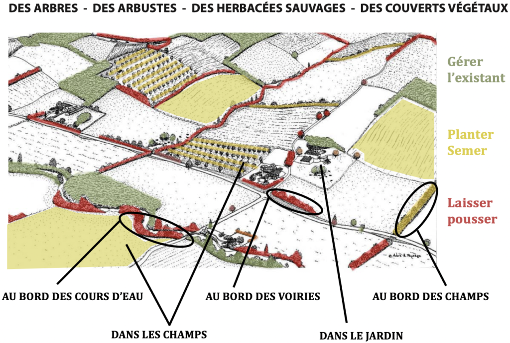 Agroforesterie