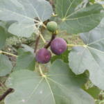 Figuier (Ficus carica)